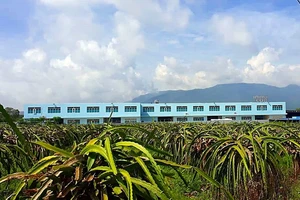 Bình Thuận: Xem xét trách nhiệm phó chủ tịch và nguyên chủ tịch huyện Hàm Tân 