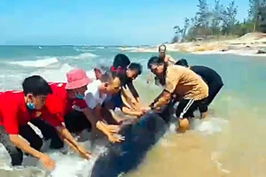 Du khách cùng người dân cứu cá voi lưng gù mắc cạn trên bãi biển
