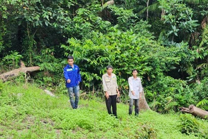 Phát hiện nhóm người có súng trồng cần sa cạnh Trại giam Z30D