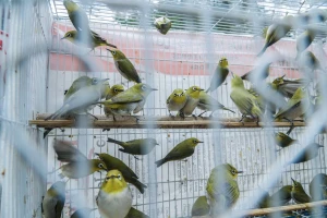 Bình Thuận khuyến cáo phật tử không mua, bán các loài chim hoang dã để phóng sinh