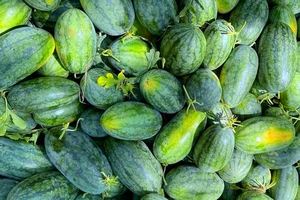 Trung Quốc ra thông báo kiểm soát nhập khẩu dưa hấu của Việt Nam