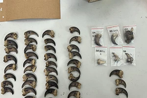  Phát hiện cầy vòi hương, móng gấu, rượu ngâm hổ mang chúa tại nhà 1 người ở Bình Thuận