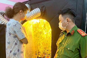 Nhiều người nước ngoài thuê nhà trồng cần sa trái phép tại Bình Thuận