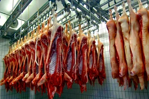 Bình Thuận: Hơn 50 cảnh sát khám xét trang trại nghi có dịch tả lợn châu Phi