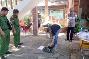 Phát hiện 4 cá thể rùa biển quí hiếm nuôi nhốt trong khu du lịch