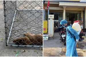 Thông báo khẩn tìm ít nhất 3 người bị chó dại cắn tại Mũi Né