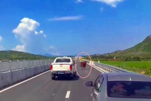 Báo động bò thả rông chạy vào cao tốc Vĩnh Hảo-Phan Thiết 