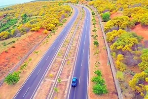 Hoa tràm rộ vàng cung đường ven biển đẹp nhất Việt Nam