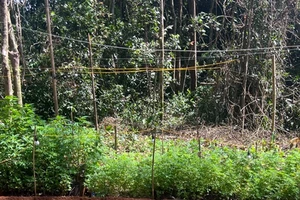 Phát hiện hàng trăm cây cần sa được lắp điện chiếu sáng giữa rừng sâu