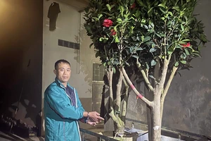 Bắt giữ tên trộm 'yêu' hoa trà my sau 8 giờ truy xét