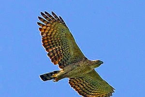 Người dân giao nộp đại bàng núi nặng 2,5 kg cho công an xã