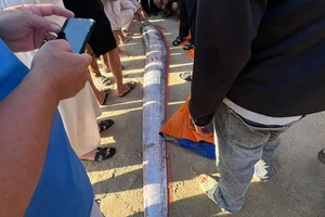 Cá hố rồng liên tiếp dạt vào bờ biển: Biến động môi trường hay trùng hợp hiếm gặp?