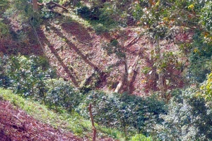 Xảy ra 10 vụ phá rừng trong 1 tuần: Lâm Đồng có chỉ đạo khẩn