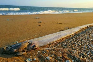 Thêm 1 con cá hố rồng khổng lồ tấp vào bờ biển Lâm Đồng