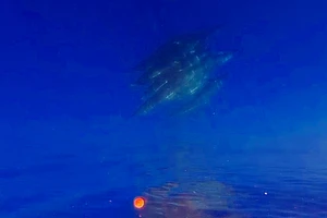 'Vũ điệu khổng lồ' ở đảo Phú Quý, gần 100 cá heo nhảy múa giữa đại dương