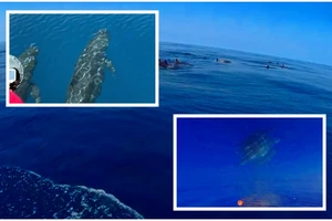 'Vũ điệu khổng lồ' ở đảo Phú Quý, gần 100 cá voi nhảy múa giữa đại dương