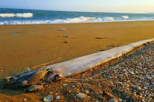 5 con cá hố rồng liên tiếp dạt bờ biển Mũi Né và lời kể của nhà báo về bản tin 52 năm trước