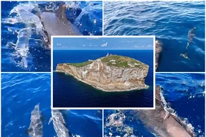 Từ Hòn Tranh đến Hòn Hải: Cá voi dồn dập xuất hiện, chuyện gì đang xảy ra?