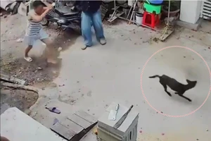 1 ngày có đến 12 người bị chó dại cắn ở Lâm Đồng