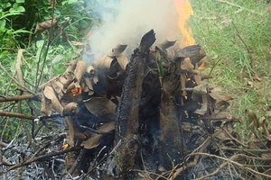 Đón năm mới với… cá lóc nướng trui