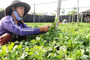 Làng hoa miền Trung vào vụ tết