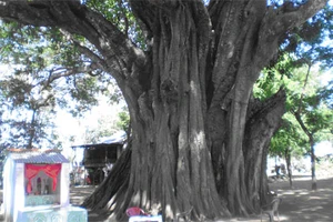  “Ông Tà” mà không tà!