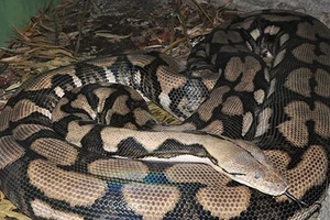 Trăn sinh con trong khi vẫn còn “trinh”