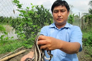 Nuôi rắn, kiếm hàng nghìn "đô" mỗi tháng
