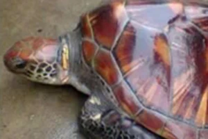 Người dân thả con rùa hơn 10 kg về với biển