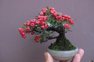 Lễ hội Bonsai quốc tế lần đầu tiên tổ chức ở Việt Nam