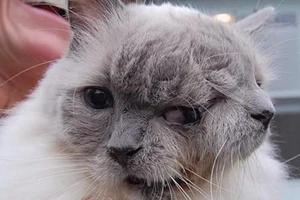 Mèo hai mặt già nhất thế giới qua đời