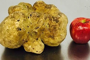 Cây nấm cục giá 1,3 tỷ đồng