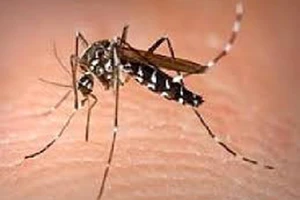 Sốt xuất huyết tăng mạnh ở phía Nam