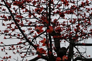 Ngắm cây gạo trăm tuổi nở hoa đỏ rực