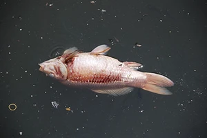 Kênh Nhiêu Lộc – Thị Nghè đầy rác bốc mùi, cá chết hàng loạt