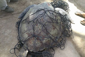 Bắt được rùa biển nặng 62kg