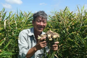Thu lãi tiền tỷ mỗi ha gừng