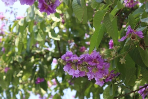 Sắc tím Bằng lăng dịu dàng giữa Hà Nội, phố Huế