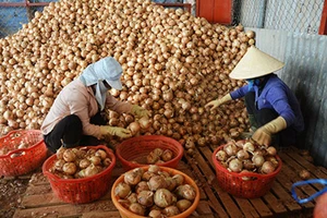 Hành tây Đà Lạt được giá trở lại