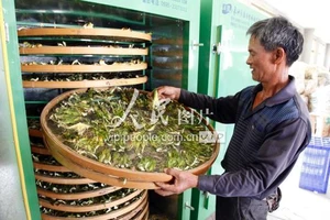 Một bông Thanh Long giá hơn 10.000 đồng