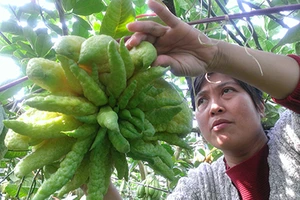 Ngắm vườn phật thủ bạc tỉ của nông dân Hà Nội