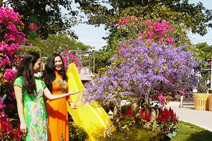 Ngỡ ngàng ngắm cây mai lạ có hoa màu... tím