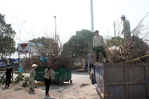 Đào tết cả triệu bị quăng vào thùng rác