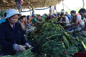 Nhộn nhịp xóm thuốc lào Sài Gòn