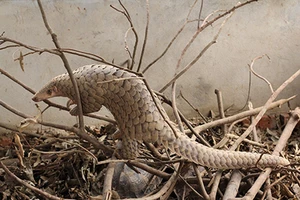 Tranh cãi về việc cho nuôi tê tê ở Tây Ninh