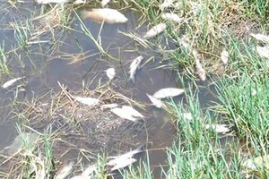 Nhà máy sô đa xả thải chui làm cá chết trắng kênh