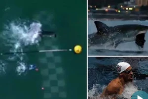 Kết quả cuộc đua độc nhất vô nhị giữa Phelps và cá mập