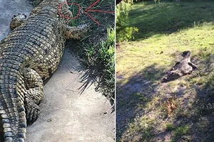 Lạnh người quả bóng golf nép mình cạnh cá sấu khổng lồ