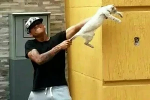 Tung video tra tấn mèo dã man, hai cầu thủ bị sa thải