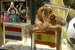 Bí ẩn cái chết của ‘nhà tiên tri' World Cup – Bạch tuộc Paul 